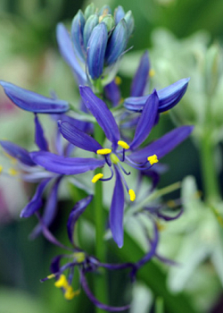 X 100 CAMASSIA QUAMASH (ESCULENTA)  6/+
