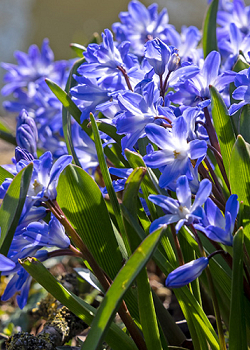 X 100 CHIONODOXA FORBESII BLUE GIANT 5/+
