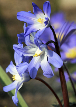 X 250 CHIONODOXA LUCILIAE 5/+