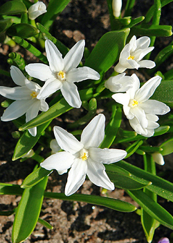 X 100 CHIONODOXA LUCILIAE ALBA 5/+