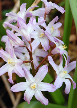 X 250 CHIONODOXA PINK GIANT 5/6
