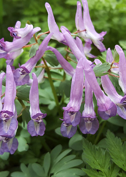 X 100 CORYDALIS SOLIDA PURPLE BIRD 6/+