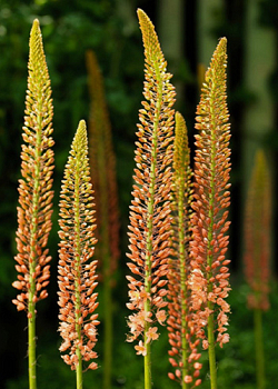 X   10 EREMURUS RUITER HYBR CLEOPATRA I