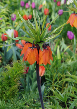 X   10 FRITILLARIA IMP. AURORA 24/+