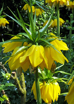 X   25 FRITILLARIA IMP. MAXIMA LUTEA 24/+