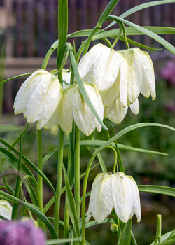 X 100 FRITILLARIA MELEAGRIS ALBA 5/+