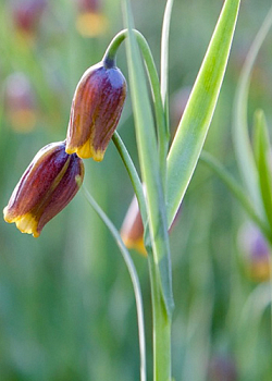 X 100 FRITILLARIA SPECIES UVA-VULPIS  6/7