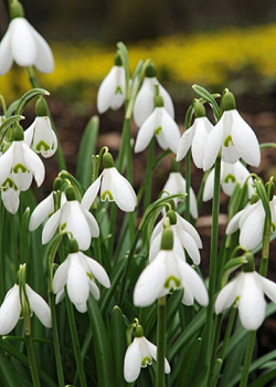 X 250 GALANTHUS ELWESII 6/7