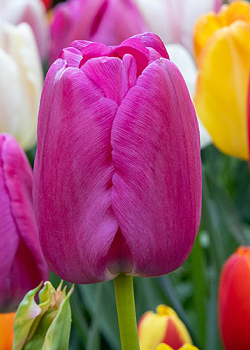 X 100 TULIPA PURPLE PRIDE 11/12