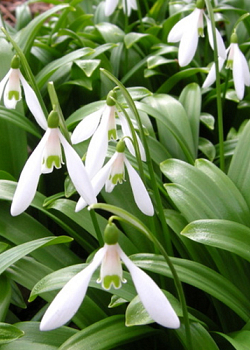 X 250 GALANTHUS WORONOWII 6/7