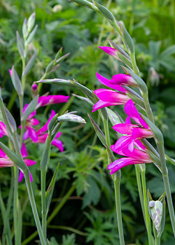 X 100 GLADIOLUS BYZANTINUS 6/+