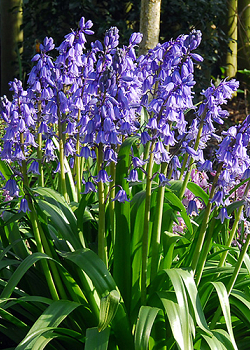 X 100 HYACINTHOIDES HISPANICA EXCELSIOR 10/+