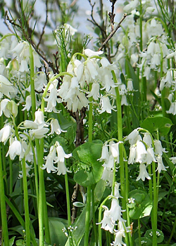 X 100 HYACINTHOIDES HISPANICA WIT 8/10