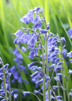 X 100 HYACINTHOIDES NON-SCRIPTA 7/8