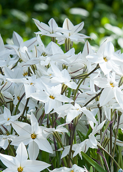 X 100 IPHEION UNIFLORUM 4/+
