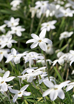 X 100 IPHEION UNIFLORUM ALBERTO CASTILLO 5/+