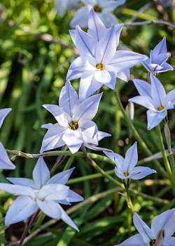 X 100 IPHEION UNIFLORUM WISLEY BLUE 4/+