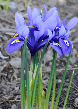 X 100 IRIS RETICULATA HARMONY 6/+