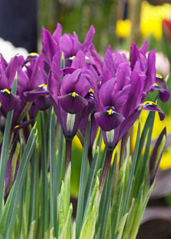 X 100 IRIS RETICULATA J.S. DIJT 6/+