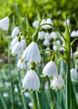 X 100 LEUCOJUM AESTIVUM 10/12