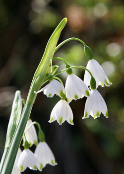 X 100 LEUCOJUM AESTIVUM GRAVETYE GIANT 12/14