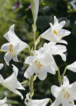 X   25 LILIUM CANDIDUM 18/20