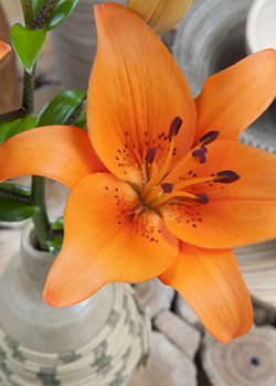 X   50 LILIUM AZIATISCH ORANJE 16/18