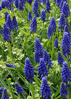 X 100 MUSCARI ARMENIACUM 8/9