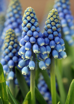 X 100 MUSCARI AUCHERI BLUE MAGIC 8/9