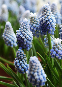 X 100 MUSCARI AUCHERI OCEAN MAGIC 7/8