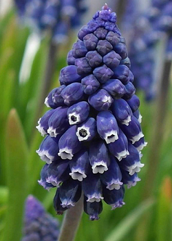 X 100 MUSCARI JOYCE SPIRIT 7/8