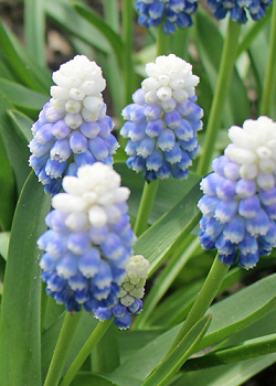 X 100 MUSCARI MOUNTAIN LADY 7/8