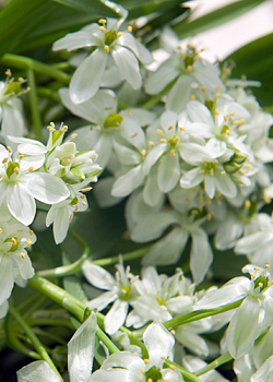 X 100 ORNITHOGALUM BALANSAE 6/+