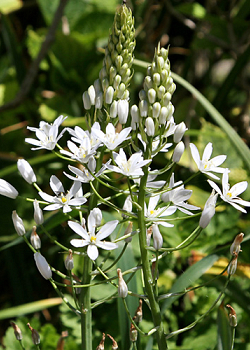 X   50 ORNITHOGALUM SOCHII 12/+