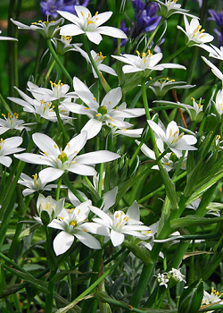 X 100 ORNITHOGALUM UMBELLATUM 6/+