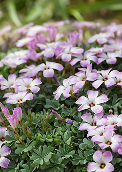 X 100 OXALIS ADENOPHYLLA 6/+