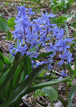 X 100 SCILLA BIFOLIA 5/+