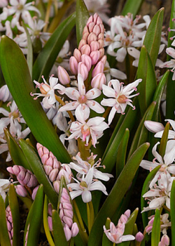 X 100 SCILLA BIFOLIA ROSEA 5/+