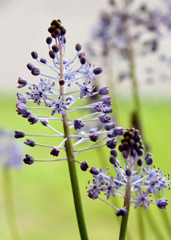 X 100 SCILLA LITARDIEREI 6/+