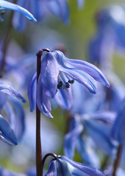 X 100 SCILLA SIBERICA 7/8