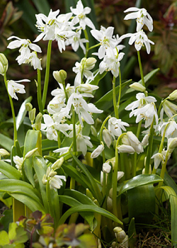 X 250 SCILLA SIBERICA ALBA 7/8