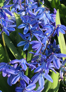 X 100 SCILLA SIBERICA SPRING BEAUTY 8/9