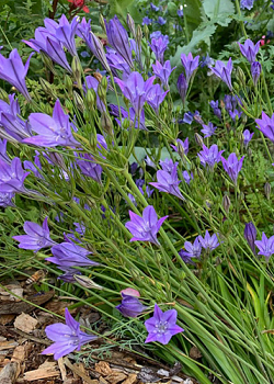 X 100 TRITELEIA CORRINA 5/6