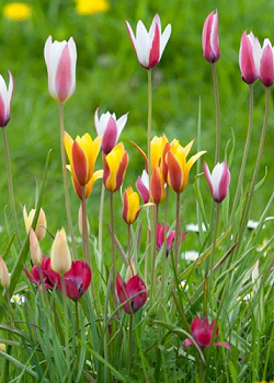 X 250 TULIPA BOTANISCH GEMENGD 6/+
