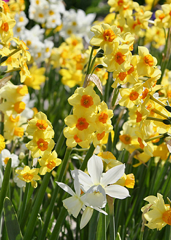 X 250 NARCISSUS BOTANISCH GEMENGD 12/14