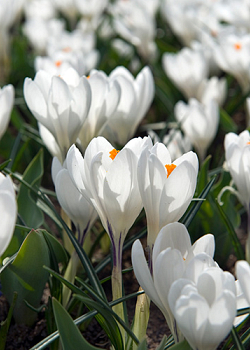 X 250 CROCUS JEANNE DARC 8/9