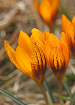 X 250 CROCUS ORANGE MONARCH 5/+