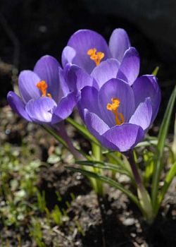 X 250 CROCUS SPECIE TOMMASINIANUS 5/+