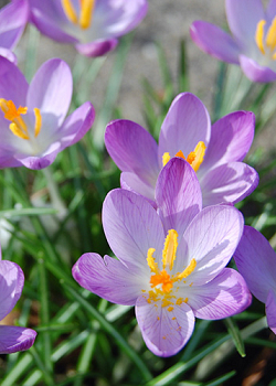 X 250 CROCUS SPECIE TOM. WHITEWELL PURPLE 5/+