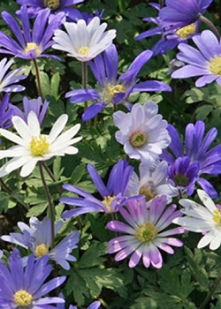 X 250 ANEMONE SPECIES BLANDA GEMENGD 5/+